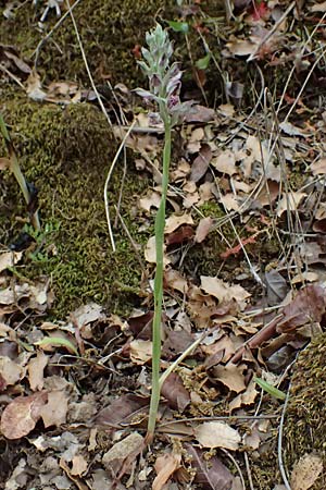 Anacamptis coriophora subsp. fragrans \ Wohlriechendes Knabenkraut, Kefalonia,  Paralia Trapezaki 21.4.2024 