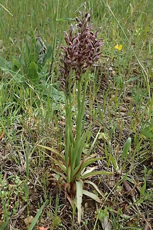 Anacamptis coriophora subsp. fragrans \ Wohlriechendes Knabenkraut, Kefalonia,  Paralia Trapezaki 21.4.2024 