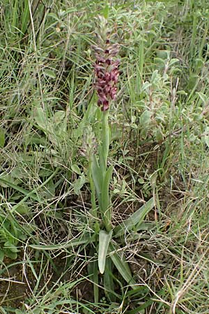Anacamptis coriophora subsp. fragrans \ Wohlriechendes Knabenkraut, Kefalonia,  Pastra 23.4.2024 