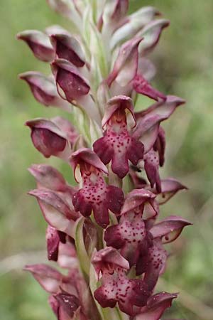 Anacamptis coriophora subsp. fragrans \ Wohlriechendes Knabenkraut, Kefalonia,  Pastra 23.4.2024 
