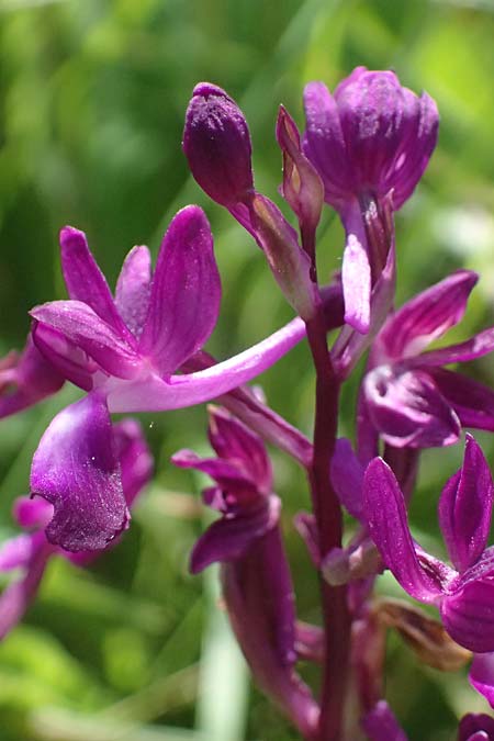 Anacamptis laxiflora / Loose-flowered Orchid, Cephalonia,  Livadi 15.4.2024 