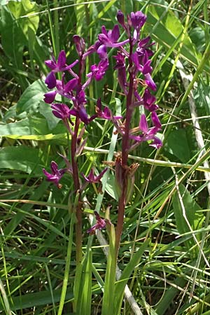Anacamptis laxiflora / Loose-flowered Orchid, Cephalonia,  Livadi 15.4.2024 
