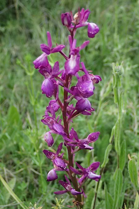 Anacamptis laxiflora / Loose-flowered Orchid, Cephalonia,  Pastra 23.4.2024 