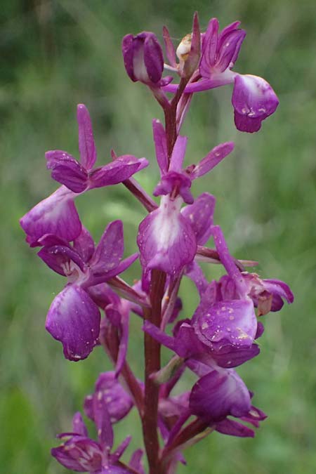 Anacamptis laxiflora / Loose-flowered Orchid, Cephalonia,  Pastra 23.4.2024 