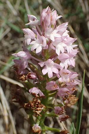 Anacamptis pyramidalis subsp. brachystachys \ Kurzährige Pyramidenorchis / Pyramidal Orchid, Kefalonia/Cephalonia,  Kap Mounda 17.4.2024 