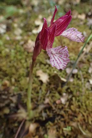 Anacamptis papilionacea subsp. aegaea \ Östliches Schmetterlings-Knabenkraut / Pink Butterfly Orchid, Kefalonia/Cephalonia,  Road 50 n Fragkata 18.4.2024 