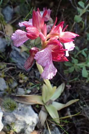 Anacamptis papilionacea subsp. aegaea \ Östliches Schmetterlings-Knabenkraut / Pink Butterfly Orchid, Kefalonia/Cephalonia,  Road 50 n Fragkata 20.4.2024 