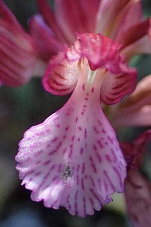 Anacamptis papilionacea subsp. aegaea \ Östliches Schmetterlings-Knabenkraut / Pink Butterfly Orchid, Kefalonia/Cephalonia,  Road 50 n Fragkata 20.4.2024 