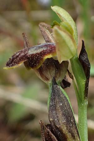 Ophrys leucadica \ Lefkada-Ragwurz / Lefkada Bee Orchid, Kefalonia/Cephalonia,  Road 50 n Fragkata 18.4.2024 
