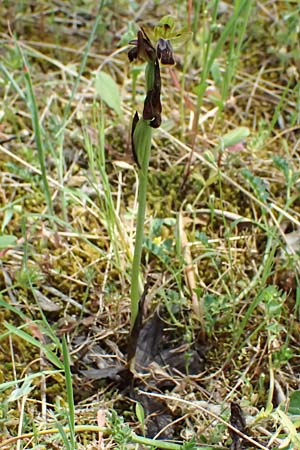 Ophrys leucadica \ Lefkada-Ragwurz / Lefkada Bee Orchid, Kefalonia/Cephalonia,  Road 50 n Fragkata 18.4.2024 