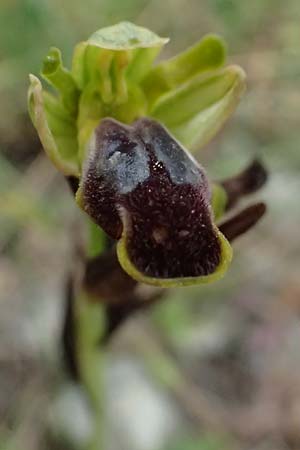 Ophrys leucadica \ Lefkada-Ragwurz / Lefkada Bee Orchid, Kefalonia/Cephalonia,  Road 50 n Fragkata 18.4.2024 