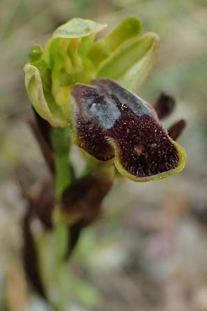 Ophrys leucadica \ Lefkada-Ragwurz / Lefkada Bee Orchid, Kefalonia/Cephalonia,  Road 50 n Fragkata 18.4.2024 