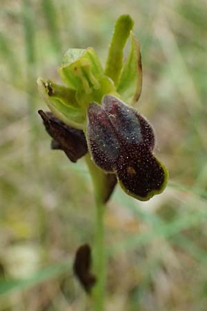 Ophrys leucadica \ Lefkada-Ragwurz / Lefkada Bee Orchid, Kefalonia/Cephalonia,  Road 50 n Fragkata 18.4.2024 