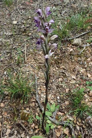 Limodorum abortivum / Violet Limodore, Cephalonia,  Paralia Trapezaki 21.4.2024 