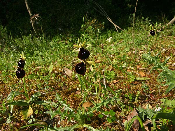Ophrys mavromata \ Schwarzäugige Ragwurz / Black-Eyes Orchid, Kefalonia/Cephalonia,  Nordosten/Northeast 16.4.2017 (Photo: Helmut Presser)