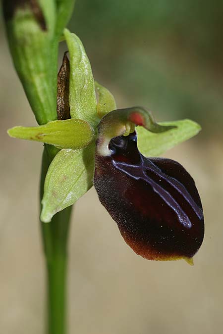 Ophrys mavrochila \ Schwarzlippige Ragwurz / Black-Lipped Spider Orchid (Locus classicus), Kefalonia/Cephalonia,  Kap Mounda 19.4.2017 (Photo: Helmut Presser)