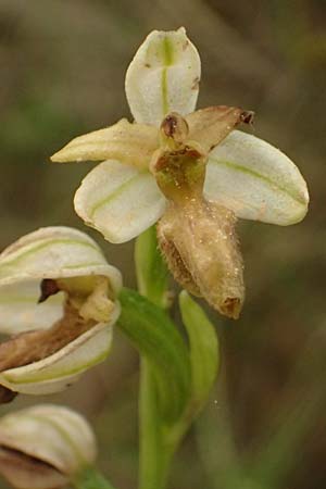 Ophrys exaltata subsp. cephalonica / Cephalonia Orchid, Cephalonia,  Tzanata 23.4.2024 
