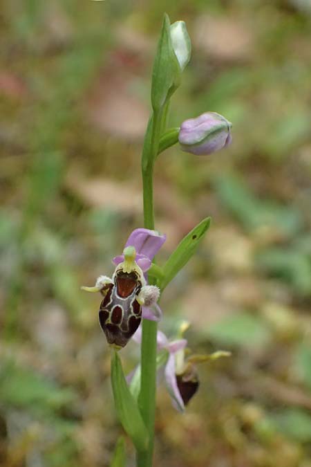 Ophrys cerastes \ Langhornige Ragwurz / Horsefly Bee Orchid (?), Kefalonia/Cephalonia,  Sami 22.4.2024 