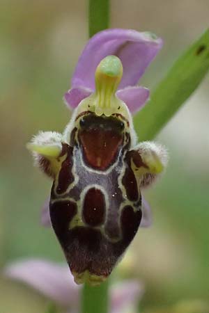 Ophrys cerastes \ Langhornige Ragwurz / Horsefly Bee Orchid (?), Kefalonia/Cephalonia,  Sami 22.4.2024 
