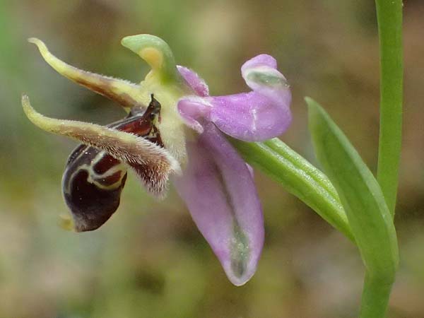 Ophrys cerastes \ Langhornige Ragwurz / Horsefly Bee Orchid (?), Kefalonia/Cephalonia,  Sami 22.4.2024 