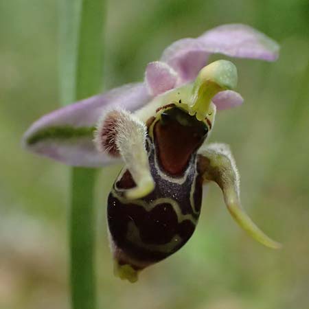Ophrys cerastes \ Langhornige Ragwurz / Horsefly Bee Orchid (?), Kefalonia/Cephalonia,  Sami 22.4.2024 