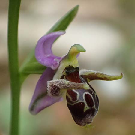 Ophrys cerastes \ Langhornige Ragwurz / Horsefly Bee Orchid (?), Kefalonia/Cephalonia,  Sami 22.4.2024 