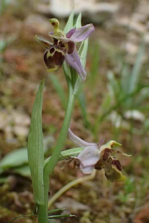 Ophrys cerastes \ Langhornige Ragwurz / Horsefly Bee Orchid (?), Kefalonia/Cephalonia,  Sami 22.4.2024 