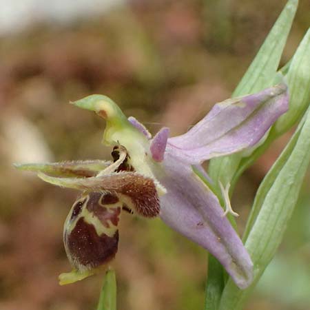 Ophrys cerastes \ Langhornige Ragwurz / Horsefly Bee Orchid (?), Kefalonia/Cephalonia,  Sami 22.4.2024 