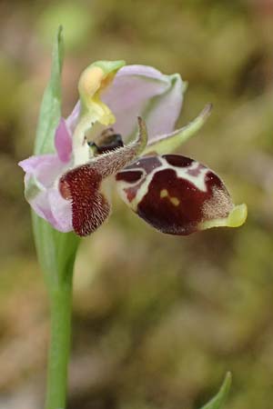 Ophrys cerastes \ Langhornige Ragwurz / Horsefly Bee Orchid (?), Kefalonia/Cephalonia,  Sami 22.4.2024 
