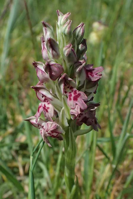 Anacamptis coriophora subsp. fragrans \ Wohlriechendes Knabenkraut, Kefalonia,  Kap Mounda 17.4.2024 