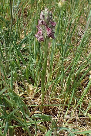 Anacamptis coriophora subsp. fragrans \ Wohlriechendes Knabenkraut, Kefalonia,  Kap Mounda 17.4.2024 