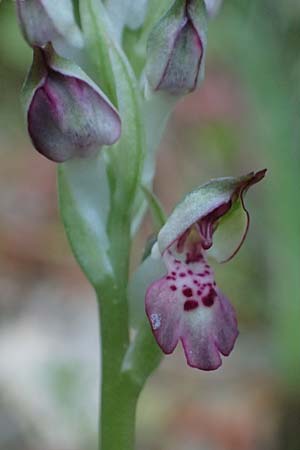 Anacamptis coriophora subsp. fragrans \ Wohlriechendes Knabenkraut, Kefalonia,  Poros 17.4.2024 