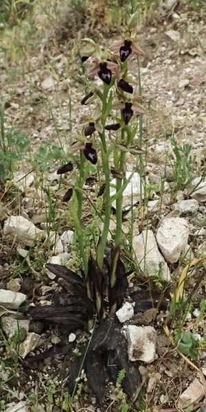Ophrys ferrum-equinum var. gottfriediana \ Gottfried Kellers Ragwurz / Gottfried Keller's Bee Orchid, Kefalonia/Cephalonia,  Komitata 16.4.2024 