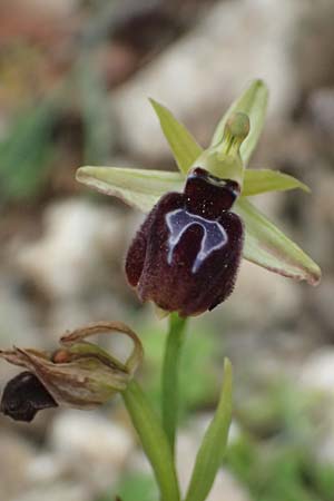 Ophrys ferrum-equinum var. gottfriediana \ Gottfried Kellers Ragwurz / Gottfried Keller's Bee Orchid, Kefalonia/Cephalonia,  Komitata 16.4.2024 
