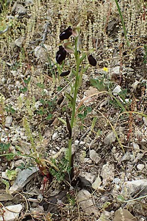 Ophrys ferrum-equinum var. gottfriediana \ Gottfried Kellers Ragwurz / Gottfried Keller's Bee Orchid, Kefalonia/Cephalonia,  Komitata 16.4.2024 