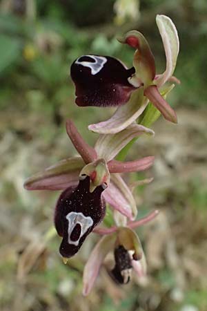Ophrys ferrum-equinum var. gottfriediana \ Gottfried Kellers Ragwurz / Gottfried Keller's Bee Orchid, Kefalonia/Cephalonia,  Komitata 16.4.2024 