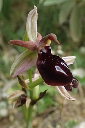 Ophrys ferrum-equinum var. gottfriediana \ Gottfried Kellers Ragwurz / Gottfried Keller's Bee Orchid, Kefalonia/Cephalonia,  Komitata 16.4.2024 