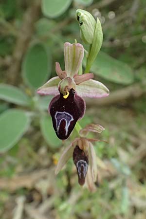Ophrys ferrum-equinum var. gottfriediana \ Gottfried Kellers Ragwurz / Gottfried Keller's Bee Orchid, Kefalonia/Cephalonia,  Komitata 16.4.2024 