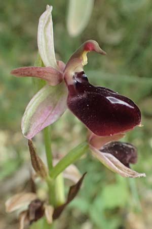 Ophrys ferrum-equinum var. gottfriediana \ Gottfried Kellers Ragwurz / Gottfried Keller's Bee Orchid, Kefalonia/Cephalonia,  Komitata 16.4.2024 