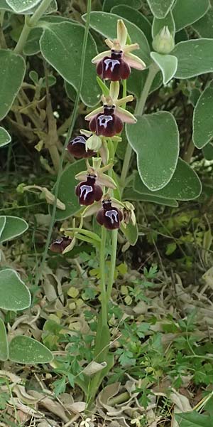 Ophrys ferrum-equinum var. gottfriediana \ Gottfried Kellers Ragwurz / Gottfried Keller's Bee Orchid, Kefalonia/Cephalonia,  Komitata 16.4.2024 