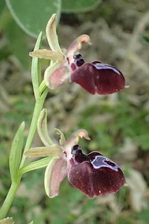 Ophrys ferrum-equinum var. gottfriediana \ Gottfried Kellers Ragwurz / Gottfried Keller's Bee Orchid, Kefalonia/Cephalonia,  Komitata 16.4.2024 