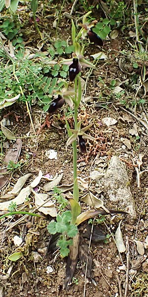 Ophrys ferrum-equinum var. gottfriediana \ Gottfried Kellers Ragwurz / Gottfried Keller's Bee Orchid, Kefalonia/Cephalonia,  Komitata 16.4.2024 