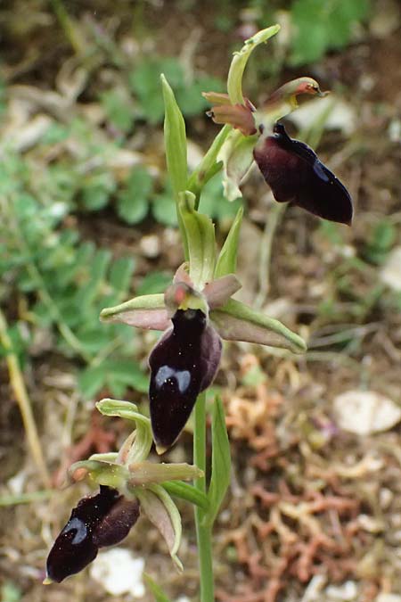 Ophrys ferrum-equinum var. gottfriediana \ Gottfried Kellers Ragwurz / Gottfried Keller's Bee Orchid, Kefalonia/Cephalonia,  Komitata 16.4.2024 