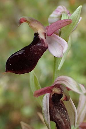 Ophrys ferrum-equinum var. gottfriediana \ Gottfried Kellers Ragwurz / Gottfried Keller's Bee Orchid, Kefalonia/Cephalonia,  Fiskardo 16.4.2024 