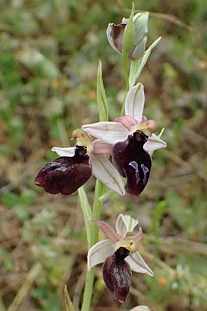 Ophrys ferrum-equinum var. gottfriediana \ Gottfried Kellers Ragwurz / Gottfried Keller's Bee Orchid, Kefalonia/Cephalonia,  Fiskardo 16.4.2024 