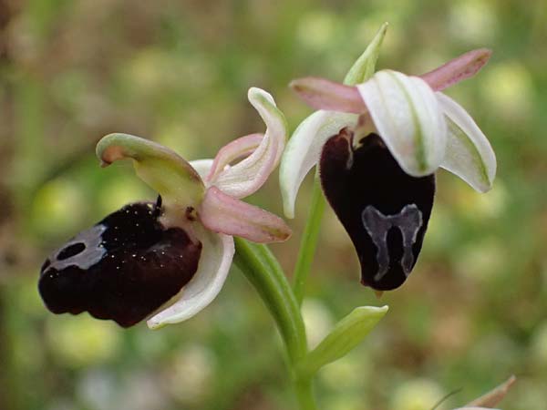 Ophrys ferrum-equinum var. gottfriediana \ Gottfried Kellers Ragwurz / Gottfried Keller's Bee Orchid, Kefalonia/Cephalonia,  Fiskardo 16.4.2024 