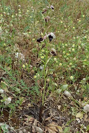Ophrys ferrum-equinum var. gottfriediana \ Gottfried Kellers Ragwurz / Gottfried Keller's Bee Orchid, Kefalonia/Cephalonia,  Fiskardo 16.4.2024 