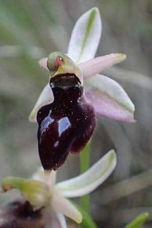 Ophrys ferrum-equinum var. gottfriediana \ Gottfried Kellers Ragwurz / Gottfried Keller's Bee Orchid, Kefalonia/Cephalonia,  Poros 17.4.2024 