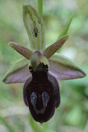 Ophrys ferrum-equinum var. gottfriediana \ Gottfried Kellers Ragwurz / Gottfried Keller's Bee Orchid, Kefalonia/Cephalonia,  Poros 17.4.2024 