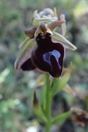 Ophrys ferrum-equinum var. gottfriediana \ Gottfried Kellers Ragwurz / Gottfried Keller's Bee Orchid, Kefalonia/Cephalonia,  Road 50 n Fragkata 20.4.2024 